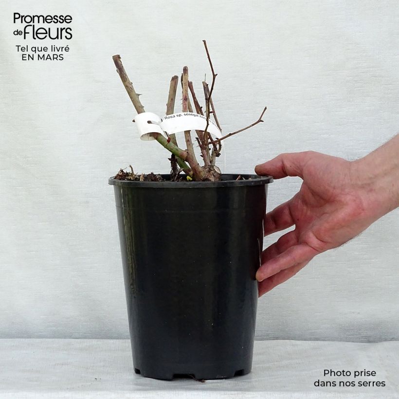 Spécimen de Rosier grimpant Sénégal Pot de 4L/5L tel que livré au printemps