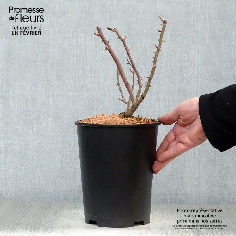 Spécimen de Rosier grimpant Shining Beauty Pot de 4L/5L tel que livré en hiver