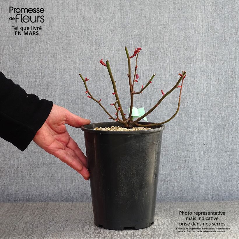 Spécimen de Rosier grimpant Zephirine Drouhin Pot de 4L/5L tel que livré en hiver