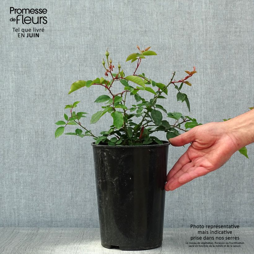 Rosa rampicante Adélaïde d’Orléans Vaso da 4L/5L esemplare consegnato in primavera