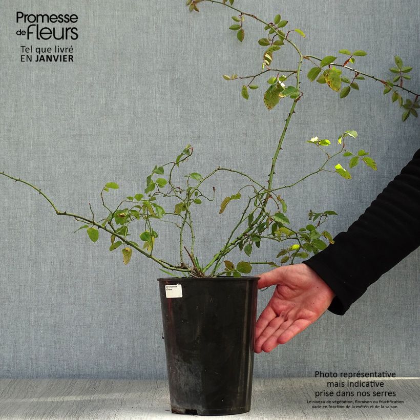 Spécimen de Rosier liane Adélaïde d’Orléans Pot de 4L/5L tel que livré en hiver