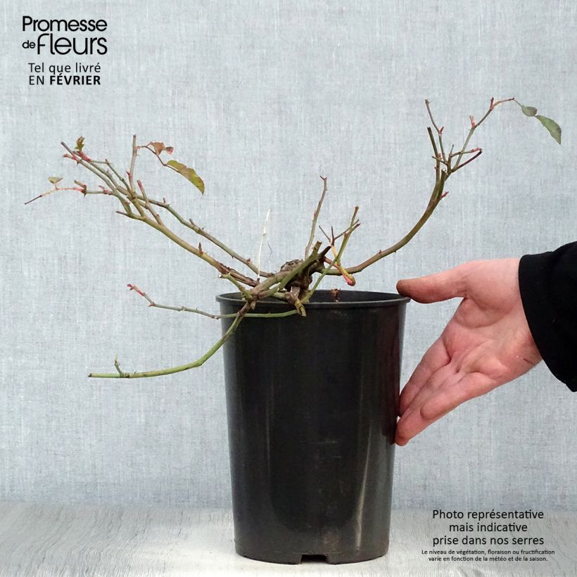 Spécimen de Rosier liane Albéric Barbier Pot de 4L/5L tel que livré en hiver