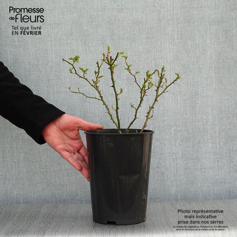 Spécimen de Rosier liane Blush Rambler - Rose ancienne Pot de 4L/5L tel que livré en hiver