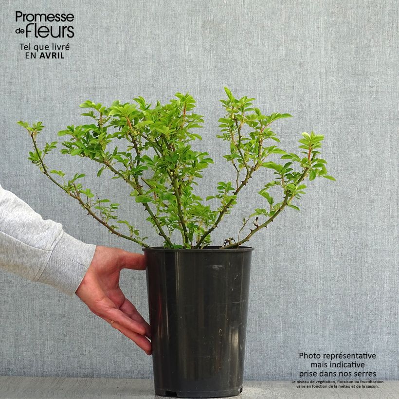 Spécimen de Rosier liane Blush Rambler - Rose ancienne Pot de 4L/5L tel que livré au printemps