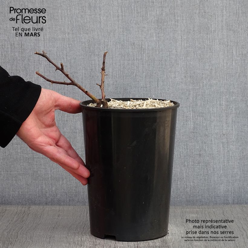 Spécimen de Rosier liane Bobbie James Pot de 4L/5L tel que livré en hiver