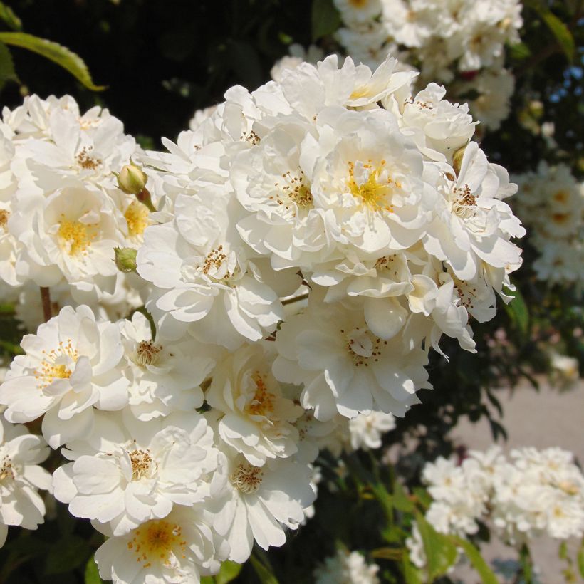 Rosier liane Bobbie James (Floraison)