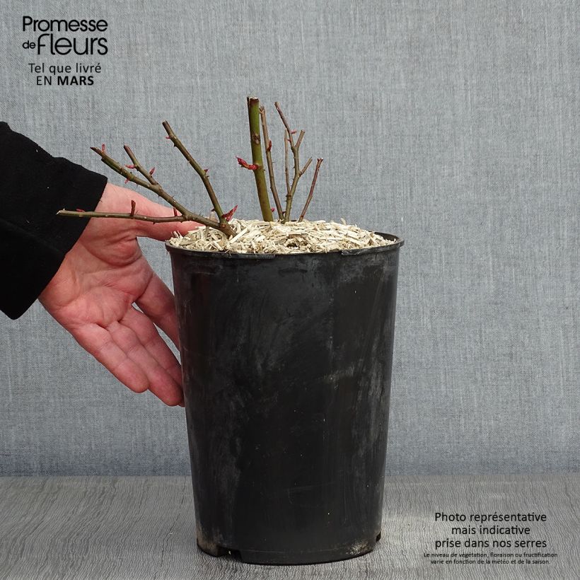 Spécimen de Rosier liane Félicité et Perpétue Pot de 4L/5L tel que livré en hiver
