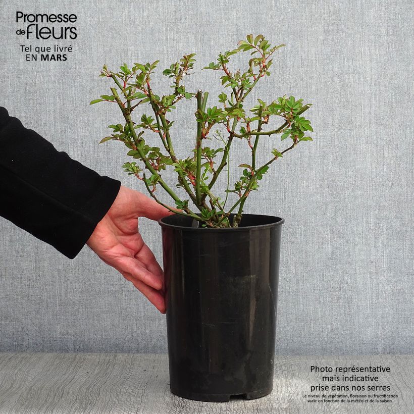 Spécimen de Rosier liane Francis E Lester Pot de 4L/5L tel que livré en hiver