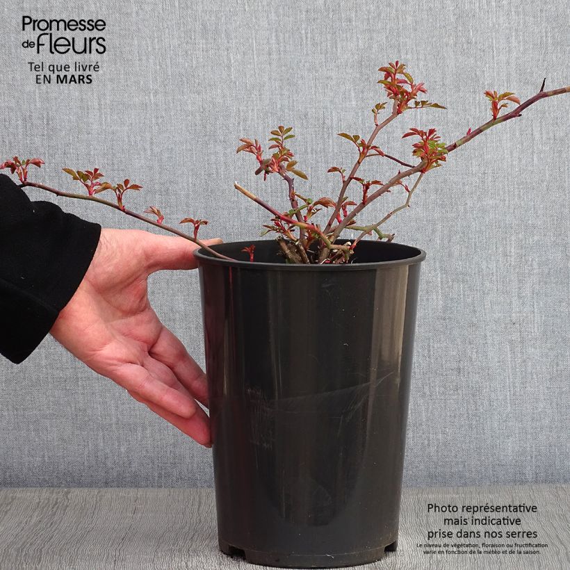 Spécimen de Rosier liane François Juranville Pot de 4L/5L tel que livré en hiver