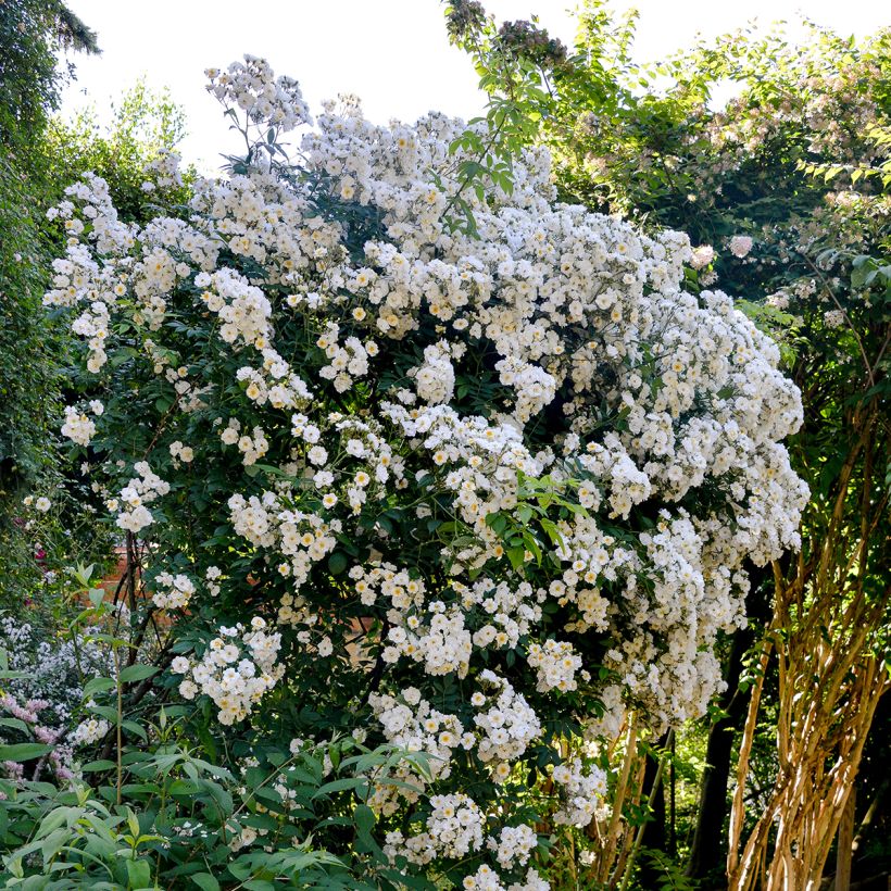Rosier liane Rambling Rector (Port)