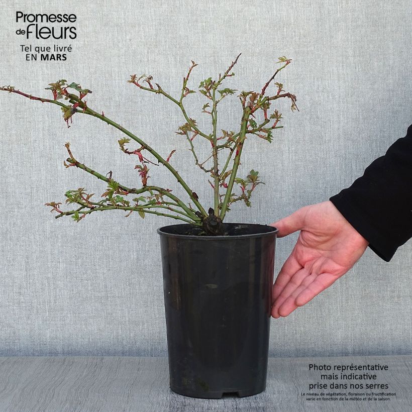 Spécimen de Rosier liane Wedding Day Pot de 4L/5L tel que livré en hiver