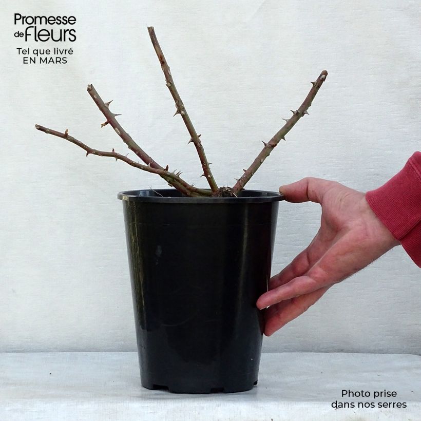Spécimen de Rosier liane filipes Kiftsgate Pot de 4L/5L tel que livré en hiver
