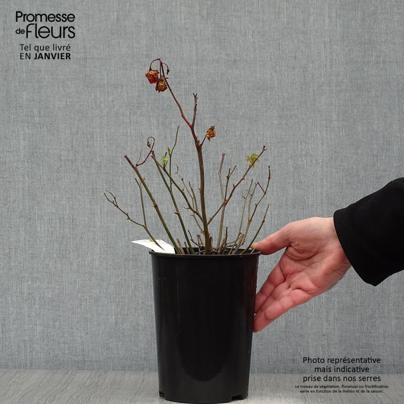 Spécimen de Rosier miniature Fête des Mères Orange (Orange Morsdag) Pot de 3L/4L tel que livré en hiver