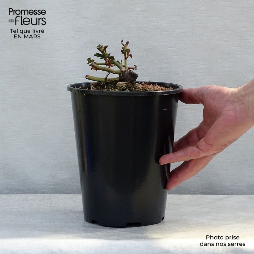 Spécimen de Rosier nain Charmant Pot de 2L/3L tel que livré en hiver