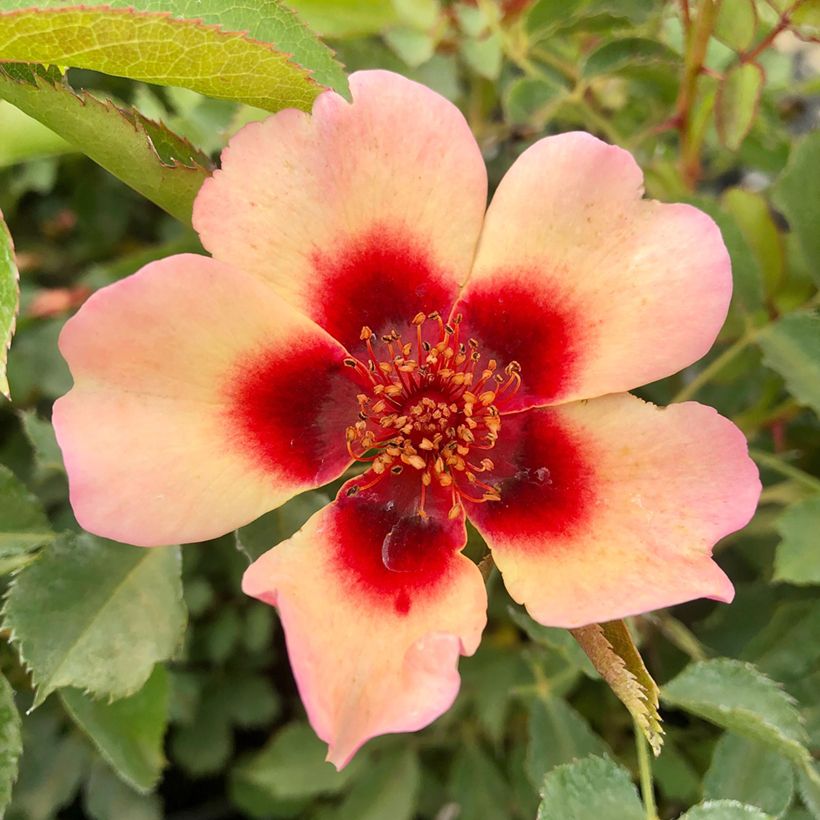 Rosier nain Fancy Babylon Eyes  (Floraison)