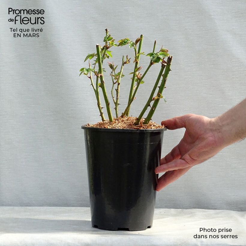 Spécimen de Rosier nain Lemon Fizz Pot de 3L/4L tel que livré en hiver