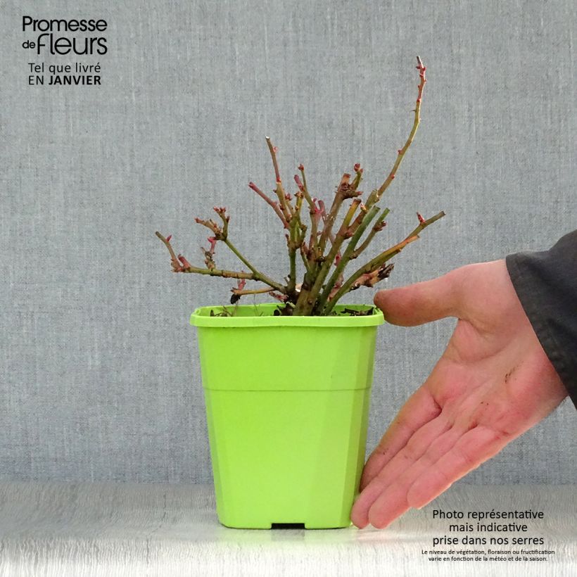 Spécimen de Rosier nain Lilliputs Anne Roumanoff Pot de 1,5L/2L tel que livré en hiver