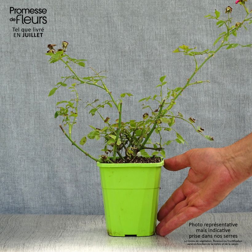Spécimen de Rosier nain Lilliputs Roxy Pot de 3L/4L tel que livré en été