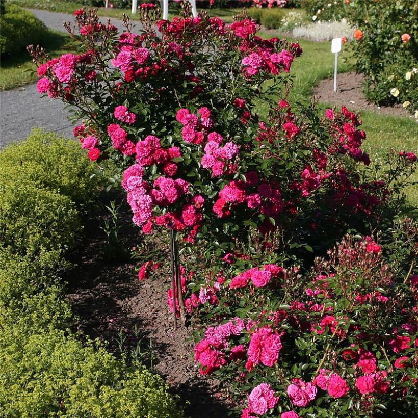 Rosier nain Lilliputs Roxy (Port)