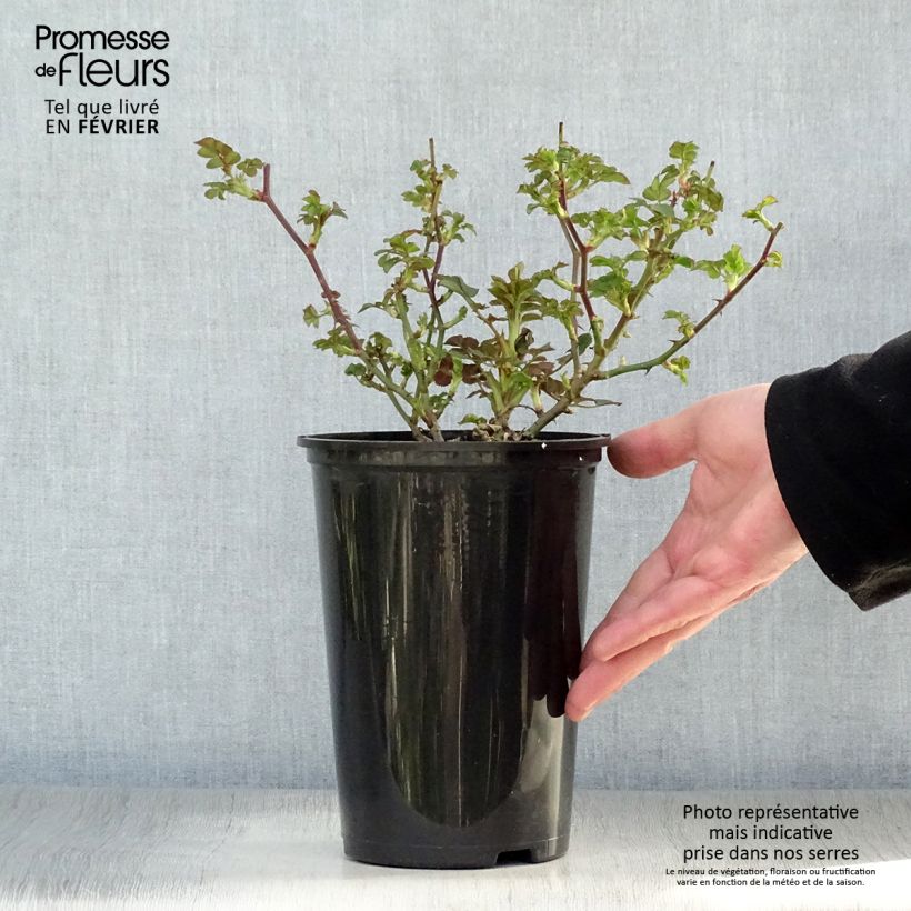 Spécimen de Rosier nain Little Sunset Pot de 3L/4L 25/30 tel que livré en hiver