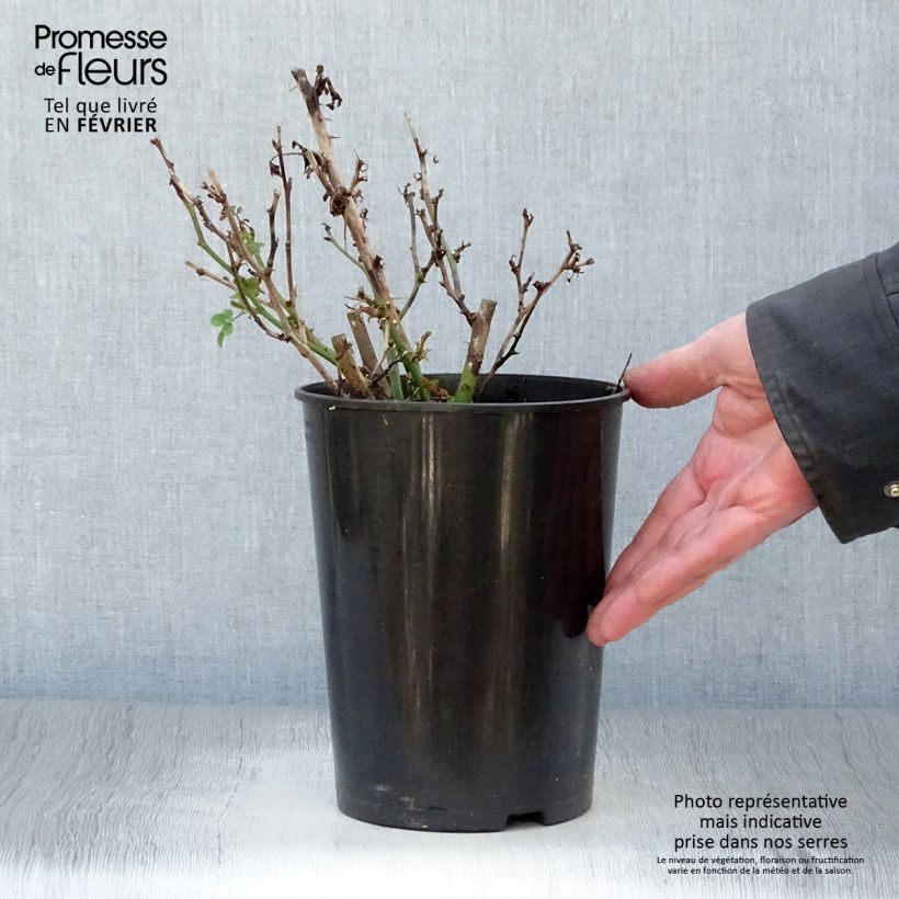 Spécimen de Rosier nain Sweet Dream Pot de 3L/4L tel que livré en hiver