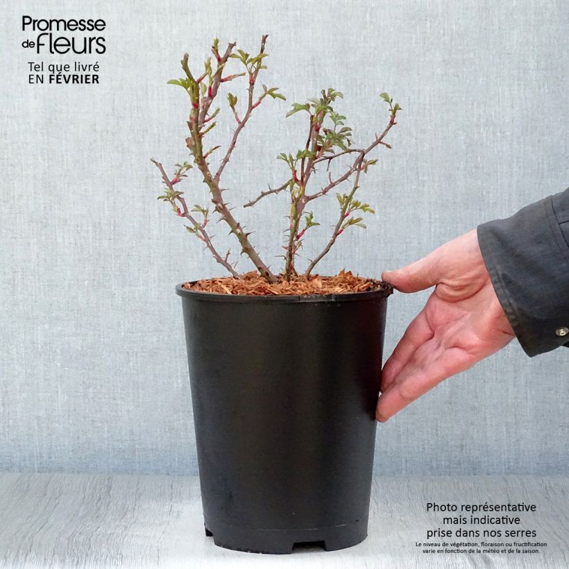 Spécimen de Rosier nain Trendy Babylon Eyes Pot de 4L/5L tel que livré en hiver
