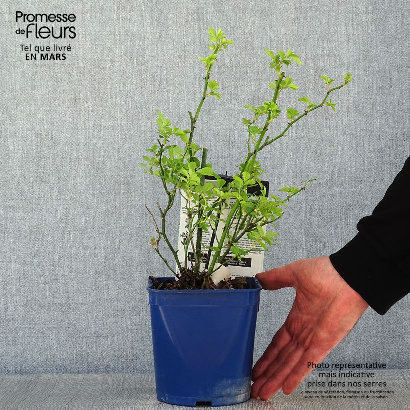 Spécimen de Rosier paysager Rosanatura Rosea Pot de 2L/3L tel que livré en hiver