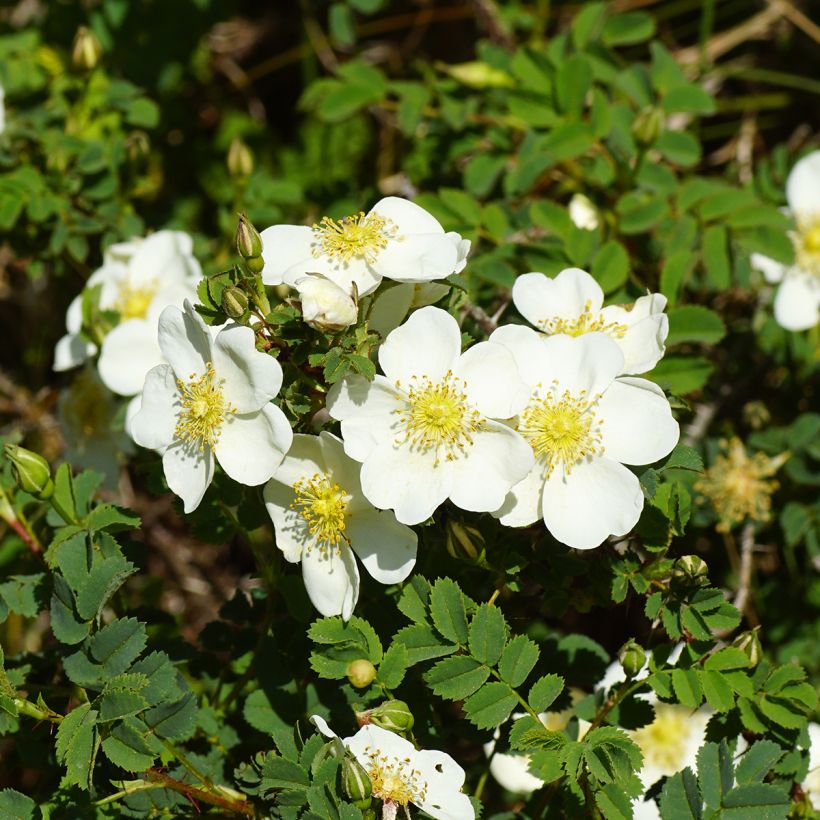 Rosier pimprenelle - Rosa pimpinellifolia (Floraison)