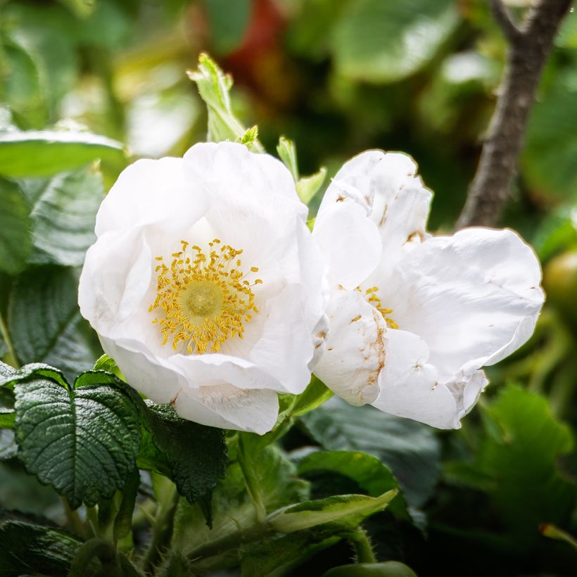 Rosier rugosa Alba (Floraison)