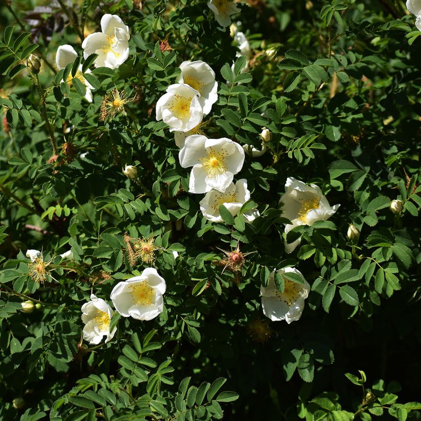 Rosier rugosa Alba (Port)