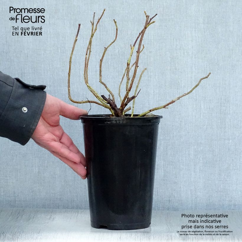 Spécimen de Rosier rugosa Alba Pot de 3L/4L Qualité 2 branches tel que livré en hiver