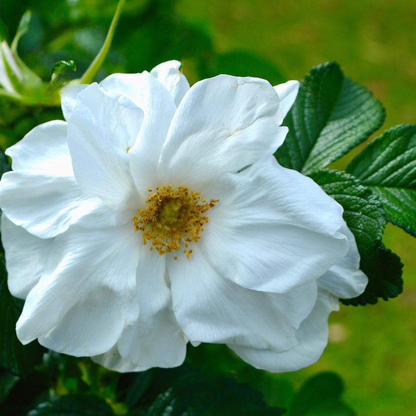 Rosier rugosa Blanc double de Coubert (Floraison)