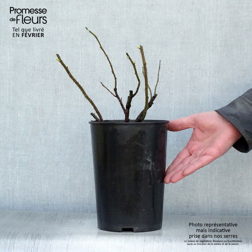 Spécimen de Rosier rugosa Blanc double de Coubert Pot de 4L/5L Qualité 2 branches tel que livré en hiver