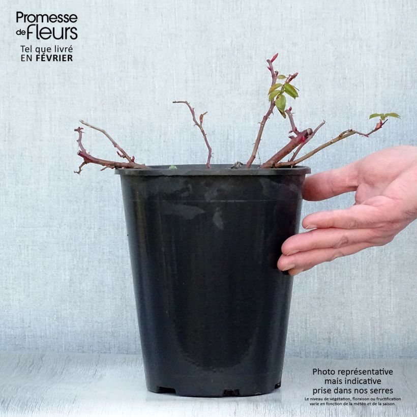 Spécimen de Rosier rugosa Frau Dagmar Hastrup Pot de 2L/3L Qualité 2 branches tel que livré en hiver