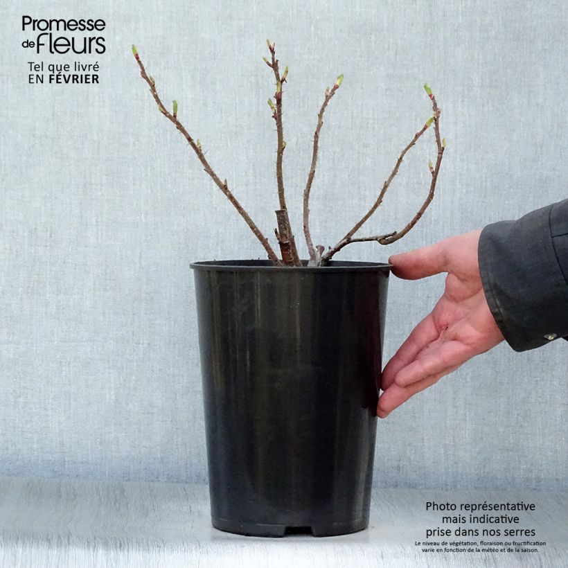 Spécimen de Rosier rugosa Hansa Pot de 4L/5L Qualité 2 branches tel que livré en hiver