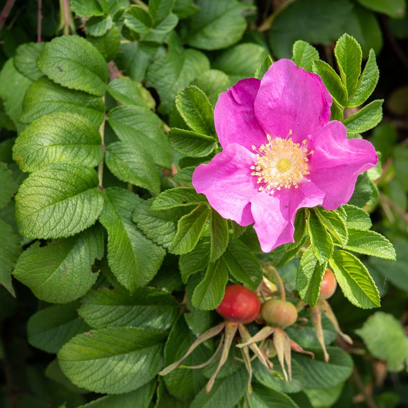 Rosier rugosa Jam-a-licious (Floraison)