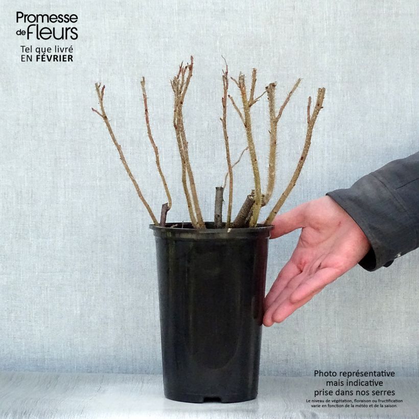 Spécimen de Rosier rugosa Rubra Pot de 2L/3L Qualité 2 branches tel que livré en hiver