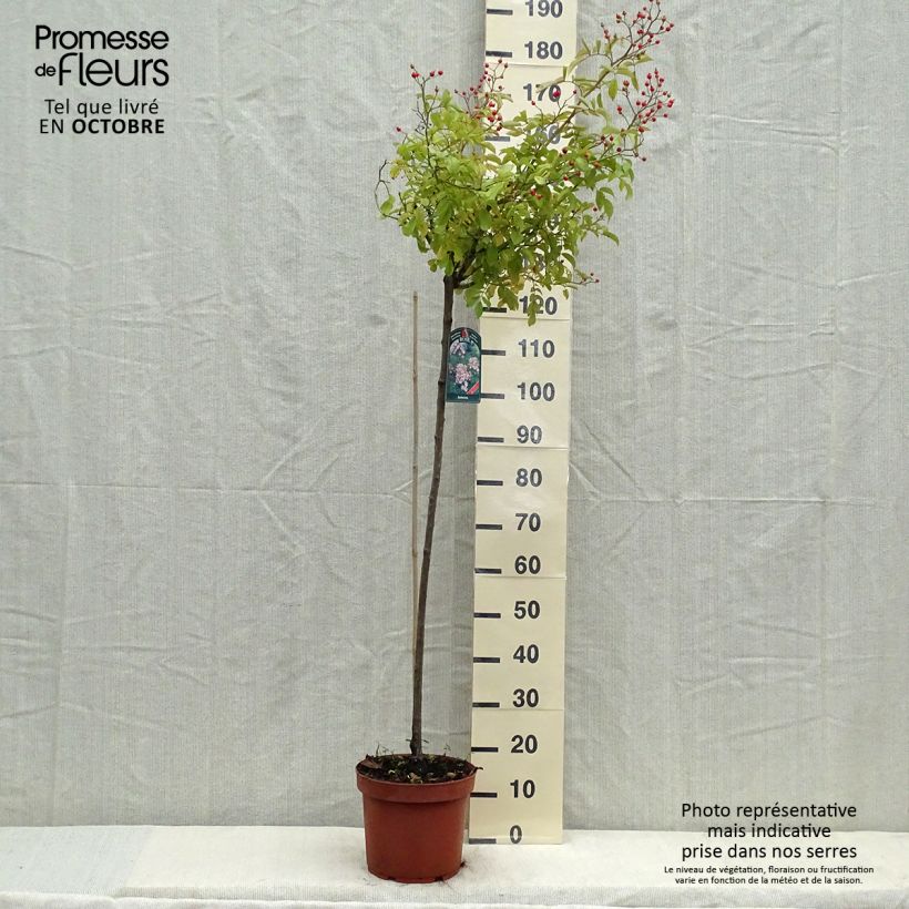 Spécimen de Rosier tige Ballerina  Pot de 7,5L/10L, Tige, Tige de 90/120 tel que livré en automne