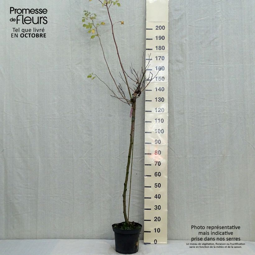 Spécimen de Rosier tige Decorosier Calizia Pot de 7,5L/10L, Tige, Tige de 90/120 tel que livré en automne