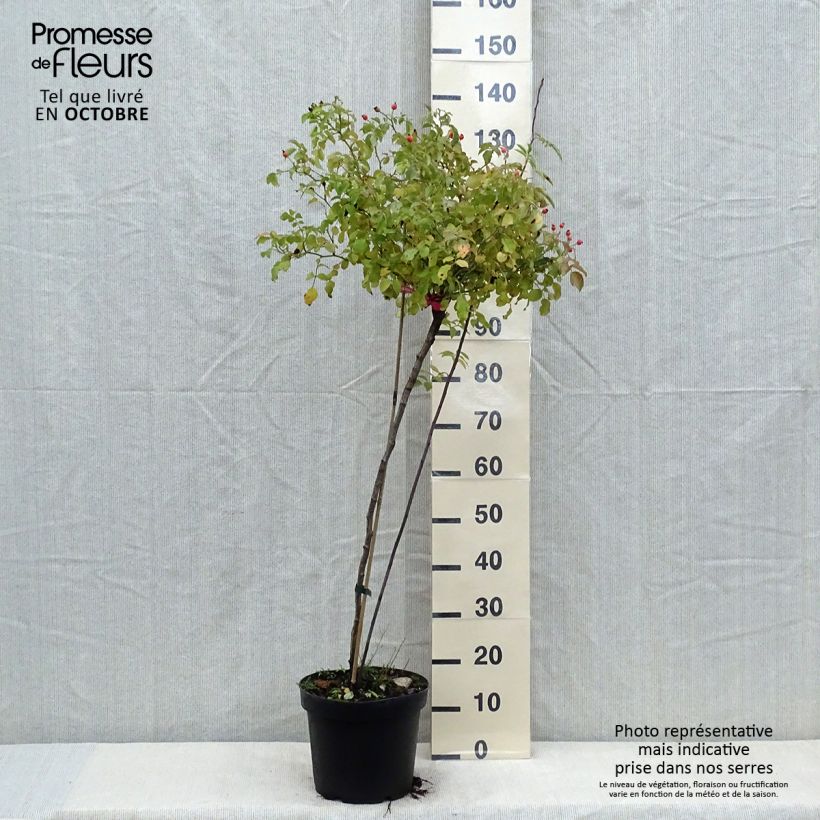 Spécimen de Rosier tige Decorosier Emera Pot de 7,5L/10L, Tige, Tige de 90/120 tel que livré en automne