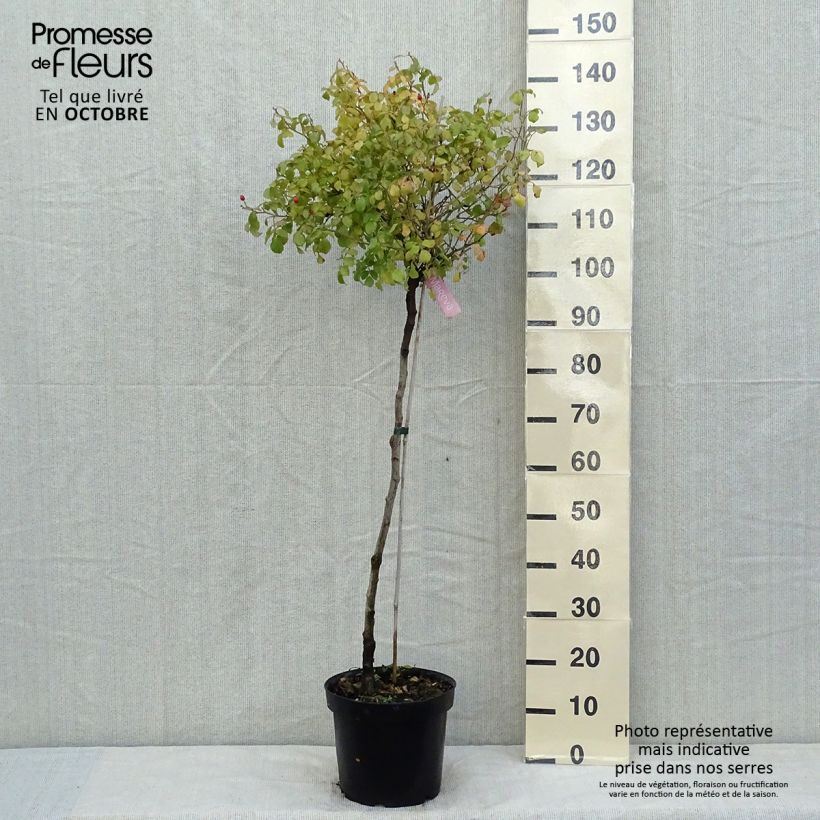 Spécimen de Rosier tige Decorosier Mareva Pot de 7,5L/10L, Tige, Tige de 70/90 tel que livré en automne