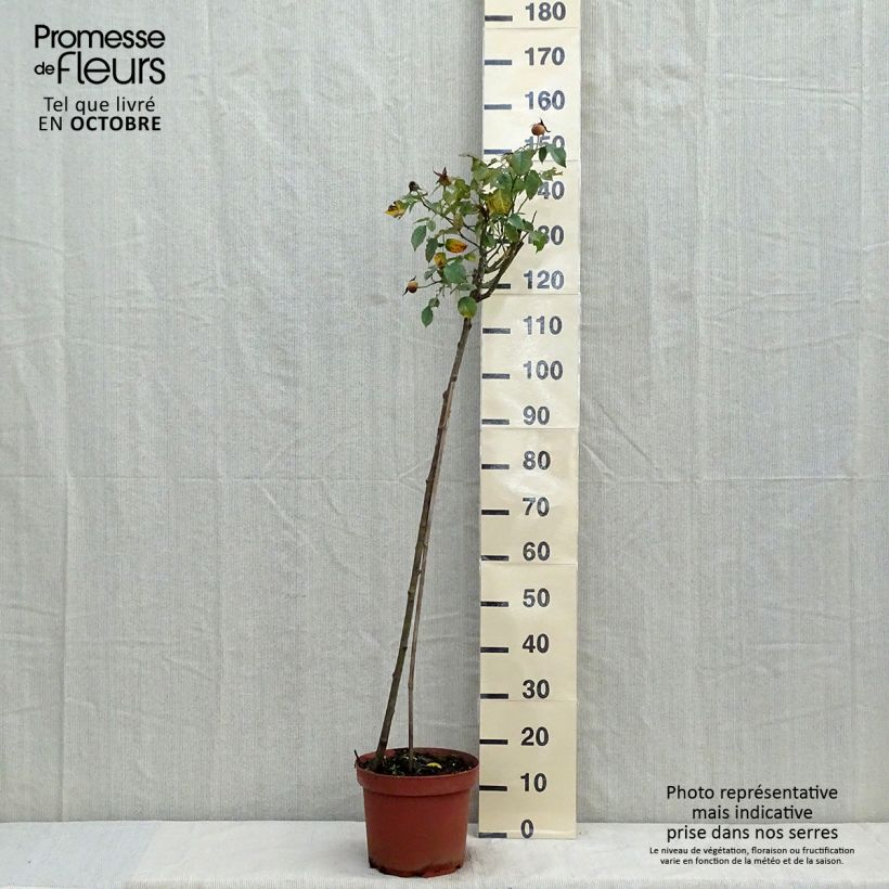 Spécimen de Rosier tige Friesia Pot de 7,5L/10L, Tige, Tige de 120/150 tel que livré en automne