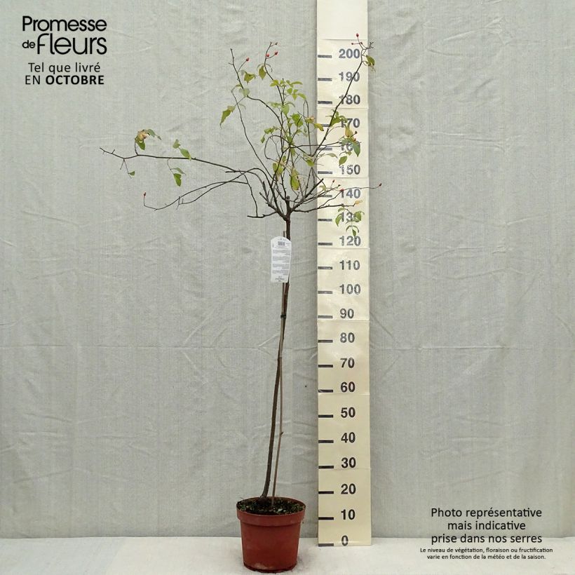 Spécimen de Rosier tige Guirlande d'Amour Pot de 7,5L/10L, Tige, Tige de 90/120 tel que livré en automne