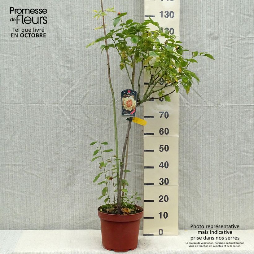 Spécimen de Rosier tige Hansestadt Rostock Pot de 4L/5L, Tige, Tige de 60/70 tel que livré en automne