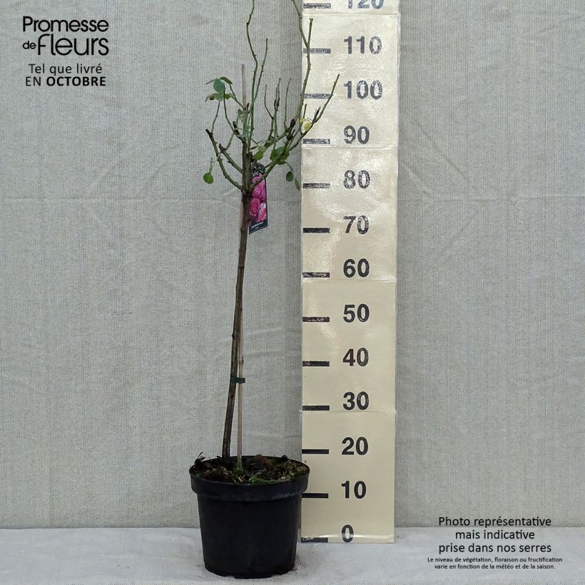 Spécimen de Rosier tige Leonardo da Vinci Pot de 4L/5L, Tige, Tige de 60/70 tel que livré en automne