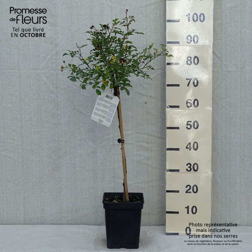 Spécimen de Rosier Tige The Fairy Pot de 4L/5L, Tige, Tige de 50/60 tel que livré en automne