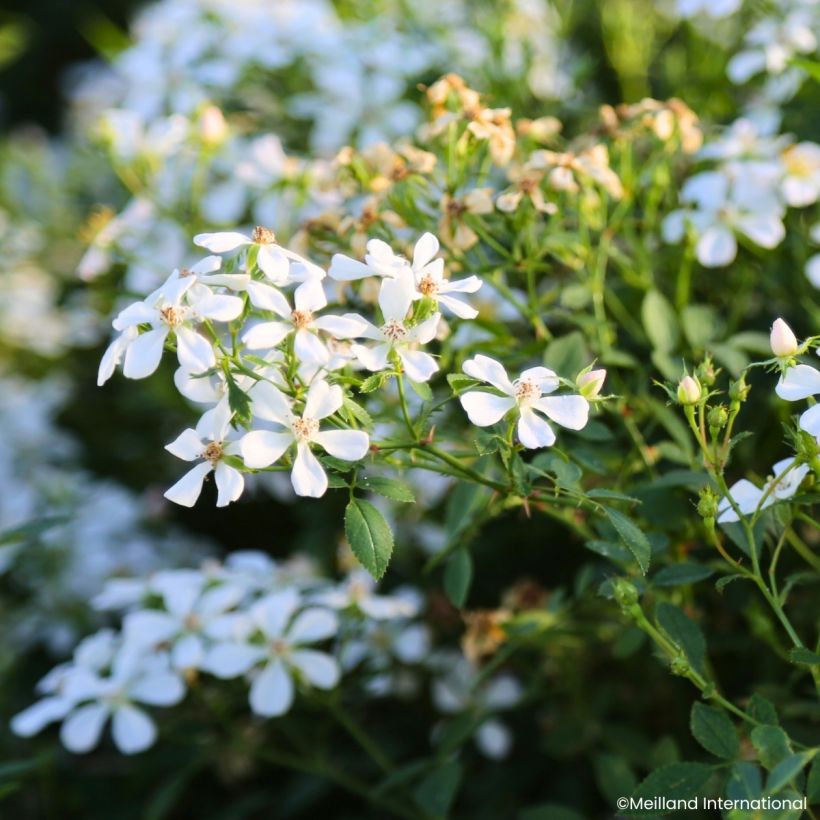 Rosier miniature Galaxy Arcturus (Floraison)
