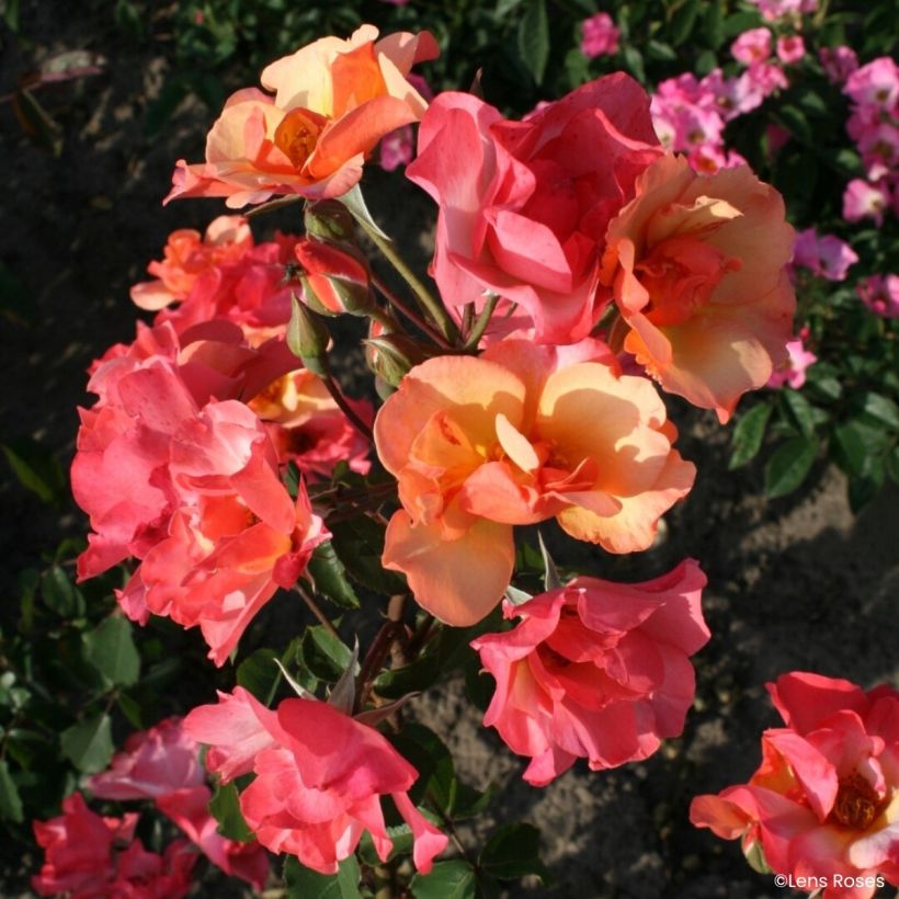 Rosier arbustif Esch-sur-Sûre (Floraison)