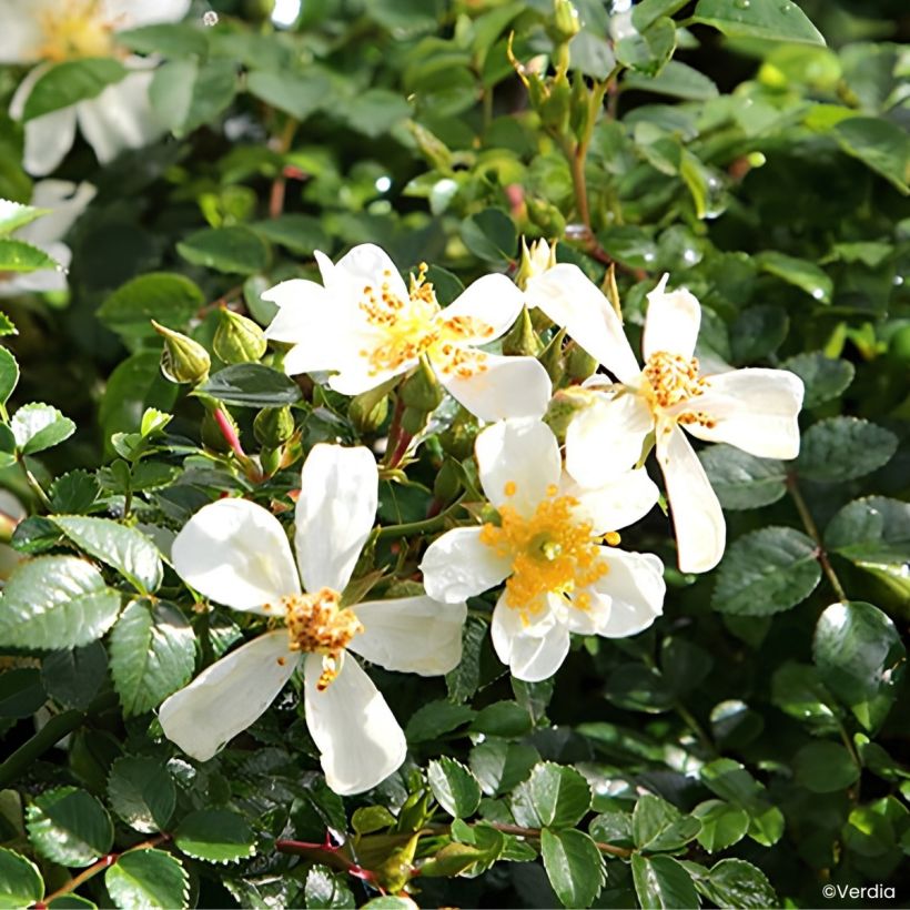 Rosier couvre-sol Rosanatura Napi (Floraison)