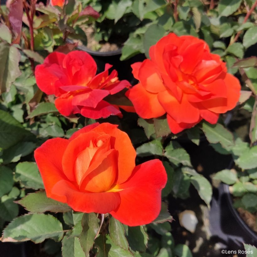 Rosier à fleurs groupées Super Trouper (Floraison)